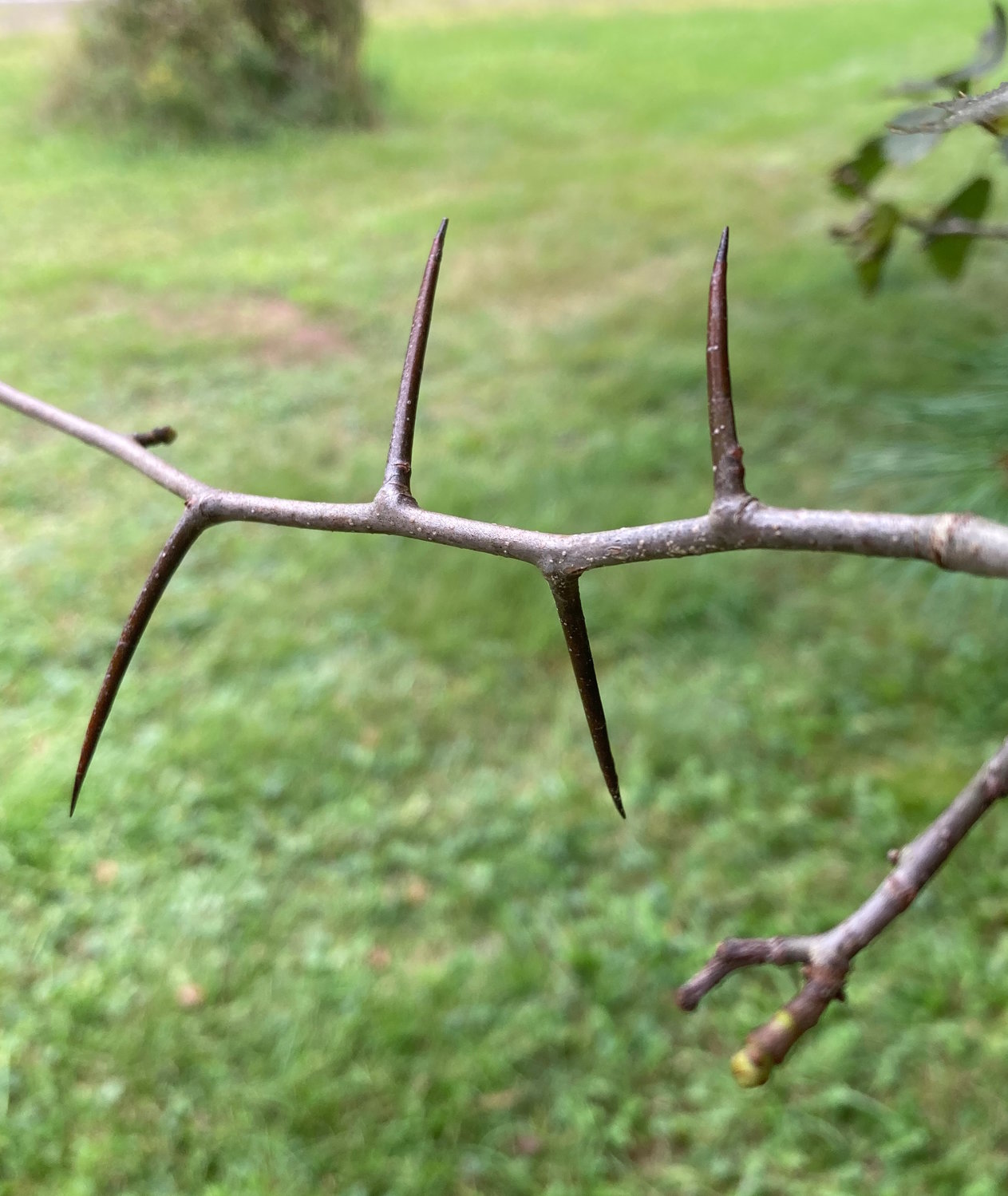 Most hawthorn species sport thorns, leading to the past practice of planting hedges to establish boundaries. The thorns were also used as fishing hooks and sewing needles in days gone by.